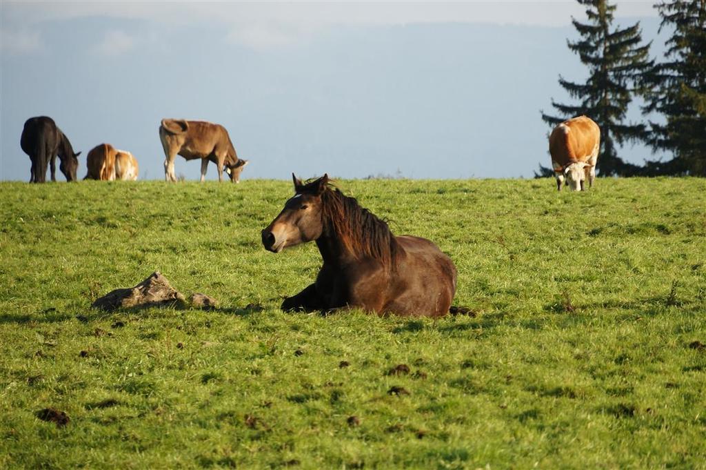 Vila Waldhof Umhausen Exteriér fotografie